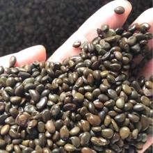 SN  o·N  ľN  ̻ 뻱NN