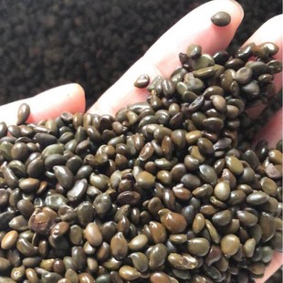 Supply of Yellow Flower Locust Seeds, Slope Protection Seeds, Shrub Seeds, Locusts, Purple Locusts, Various Locust Tree Seeds
