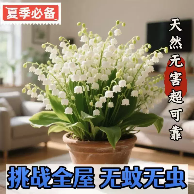 Саженцы ландыша в горшках с бутонами, цветущие в любое время года, комнатные зеленые растения, балконные цветы, морозостойкие растения, производитель AliExpress