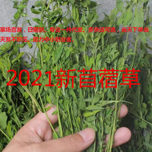 苜宿草 苜宿草品牌 图片 价格 苜宿草批发 阿里巴巴