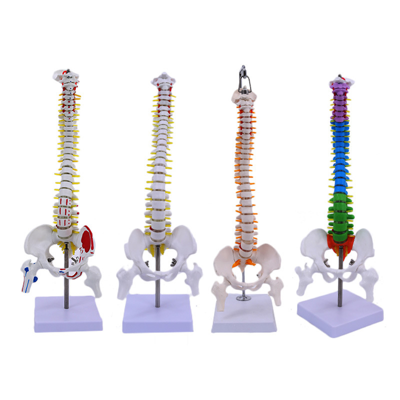 45CM���弹�������輰�ɹ�ģ�� ���񾭹Ǽܼ�����׵ģ�� ҽѧ��ѧ