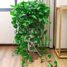 绿萝盆栽室内吸除甲醛净化空气植物花卉水养绿植吊兰长藤垂吊绿箩