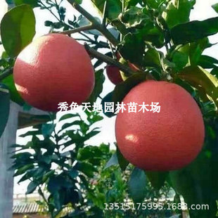 ���Ә���tƤ�t�ğo��̩�����_�t��ɳ�������֘���޽����Ե���
