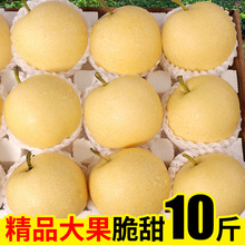 新鲜梨子河北皇冠梨10斤整箱包邮当季水果现摘砀山皇冠梨5雪梨