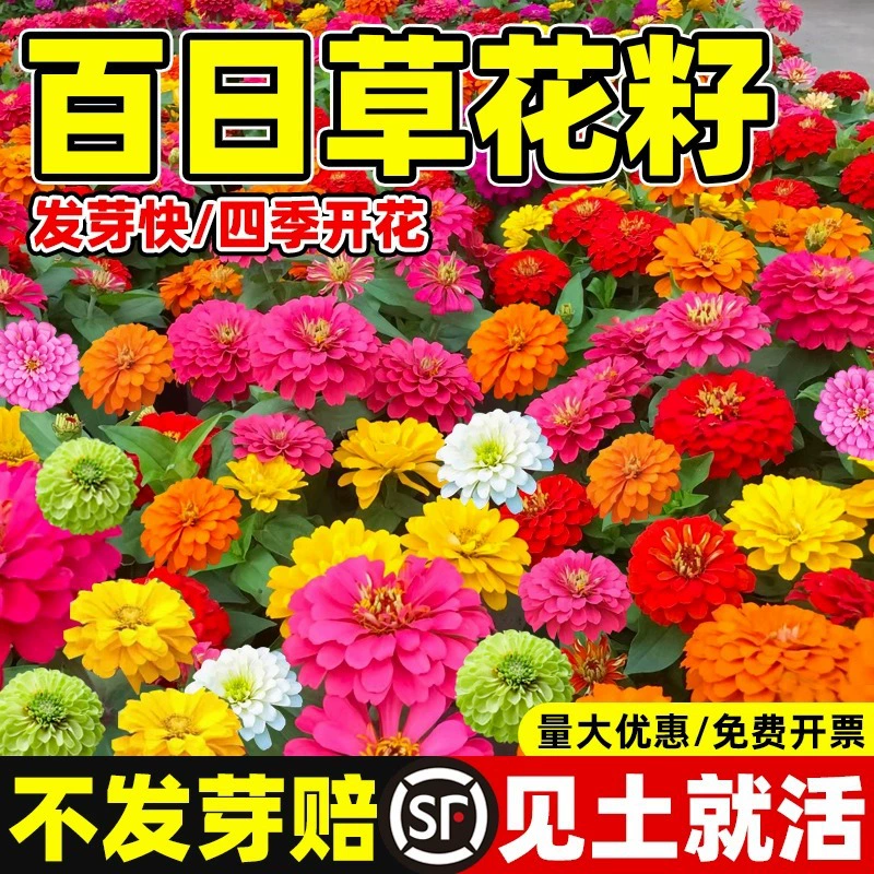 Семена цветов зиннии, семена двуцветковой зиннии, цветут в любое время года, семена с короткими стеблями и легкими в выращивании, горшечные растения на балконе во дворе.