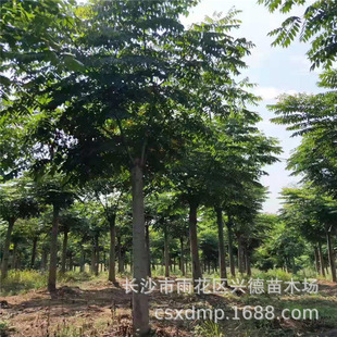 Luo Shu Base Supplies Multi-Stemmed Huangshan Luo Shu Green Trees and Luo Shu Seedlings