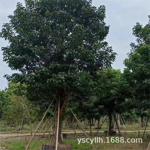 ���Lȫ��������������ͩ���B��������ľ�����Ѷ����l5-10-20-