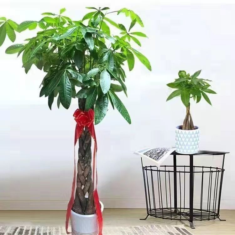 Money Tree Living Room Large Potted Plant Balcony Office Housewarming Opening Green Plant Large Flower Plant Indoor Display