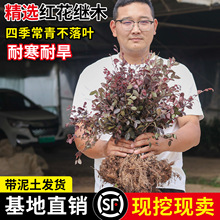 t^ľtľͥԺe^pͺֲ@ֹ̾G