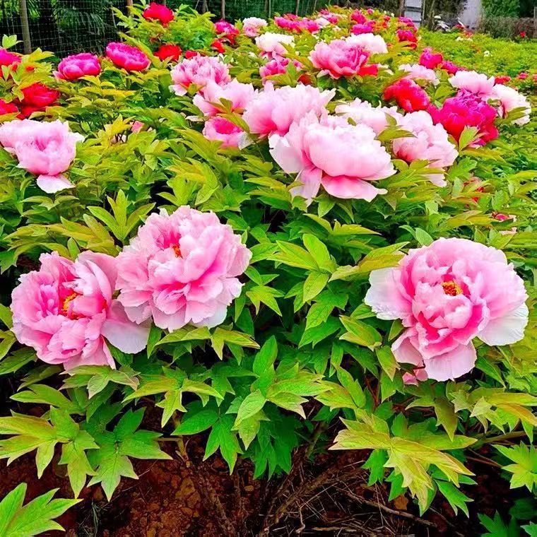 Venta al por mayor de semillas de flores y plantas eustoma malvarrosa peonía cobre dinero hierba margarita rosa sol peonía flor combinación de flores