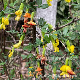 室内外好养花卉金雀梅盆栽锦鸡儿黄金雀树桩花苗客厅绿植物小盆景