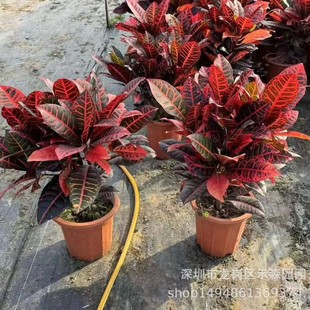 ׃�~ľ�����߲�ľ�҃��k���ҾGֲ�G����ľ�S���~ֲ����~ľ����ľ