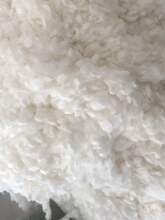 大个桑蚕精干茧 现场开茧机抽丝机可用 蚕丝原料蚕茧球 蚕丝厂