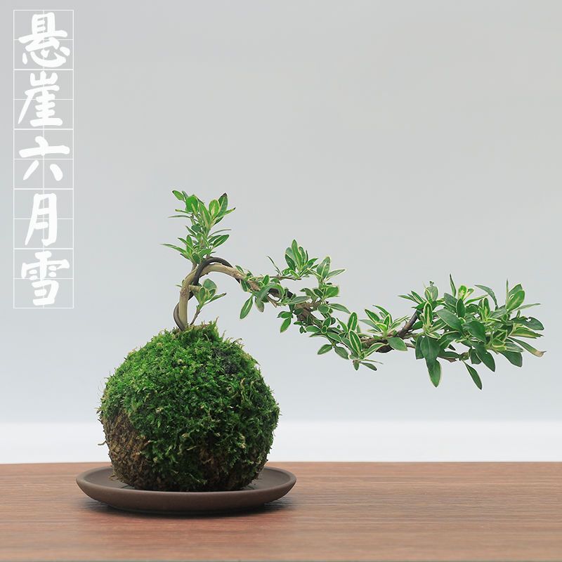 Miniature Rose Moss Ball with Flower Buds, Easy-To-Care-For Desktop Flower for Lazy Gardeners Miniature Rose Moss Ball with Flower Buds, Easy-To-Care-For Desktop Flower for Lazy Gardeners