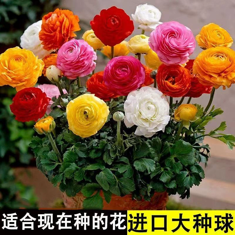 Ranunculus japonicus семенной шар двойной лепесток лист сельдерея рассада пиона в помещении и на открытом воздухе Four Seasons цветение легко жить цветок корень в горшке