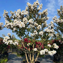 丛生紫薇树苗庭院种植大型紫薇花盆栽美国红火箭绿化风景树苗耐寒