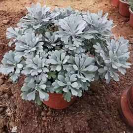 新品种芙蓉植物盆栽雪艾芙蓉花花卉绿植庭院菊花千年室内阳台耐寒