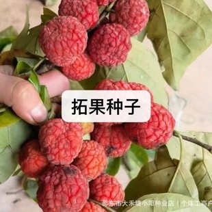 �ع��N�ӈ@�ֱ��ˌ��÷N�Ӯ�����Ʒ�N�Ӄ��|���x�}���ع��N��