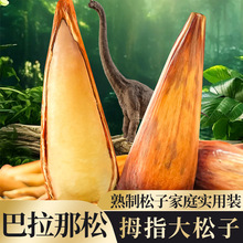 云南正宗巴拉那松手松球长粒干果开口手剥巴西原产松球松子坚果