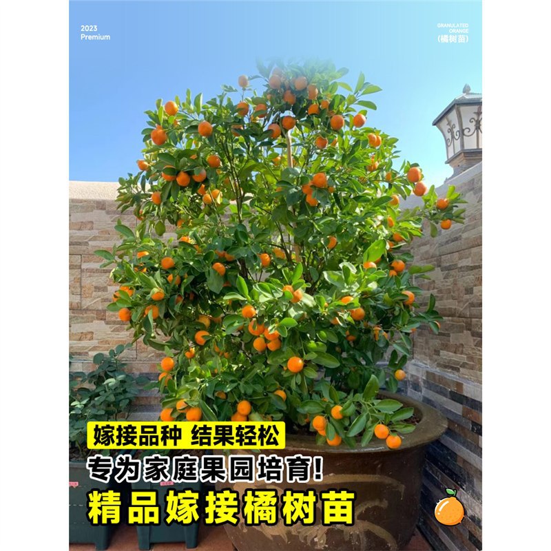 橘子树盆栽果苗桔子树盆栽四季嫁接带果室内外南北方种植果树果苗