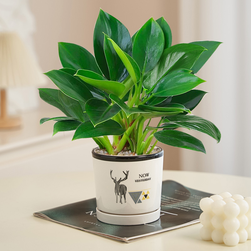 골든다이아몬드 20cm 3그루(엘크 세라믹 화분) + 영양액