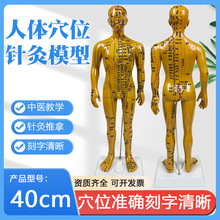 40cmС�ż���СƤ�˽���ģ��ͭ����������Ѩλģ��ȫ����ϰ���