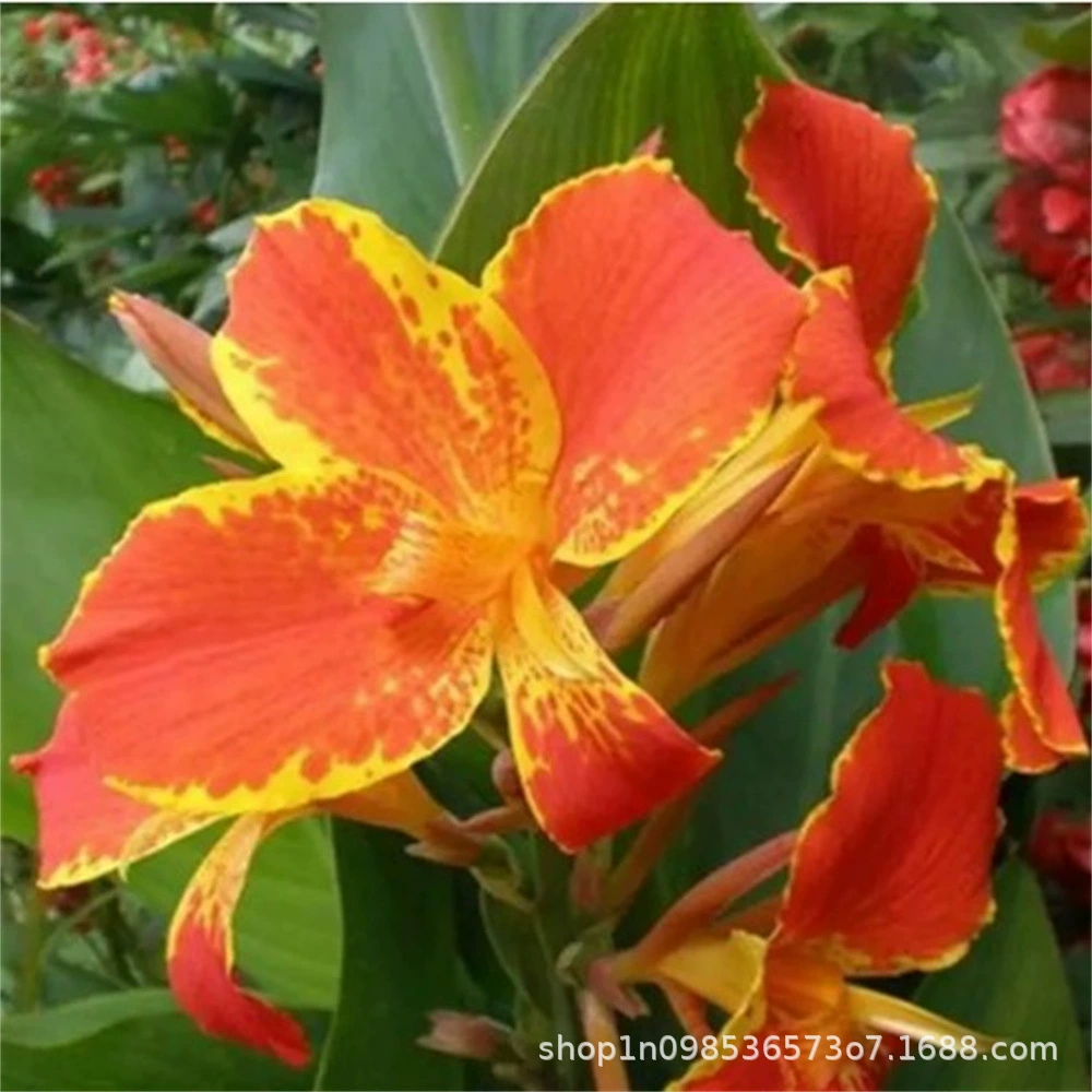 Канна Цветущий Цветок Семена Рассады Зеленый Сад Bulb Blossom Горшечное Водное растение Канна с побегами бутонов Водное растение Канна