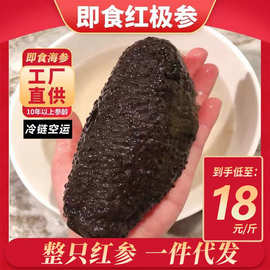 工厂直营即食海参红极参北极红参非加拿大冰岛海参一代代发批发