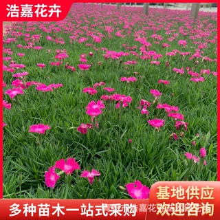 多年生常绿欧石竹杯苗道路花境边坡庭院绿化工程宿根耐踩踏花期长