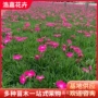 多年生工程常绿庭院苗