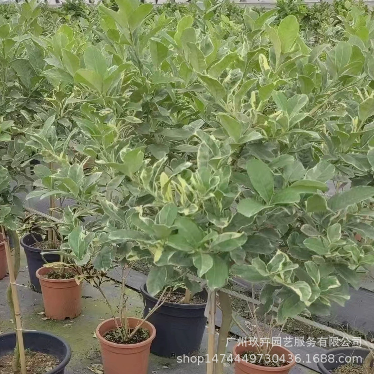 Цветок и лист лимонный леденец дерево Крытый горшок Двор Сад зеленое растение значительные цветы и фрукты съедобные база прямых продаж