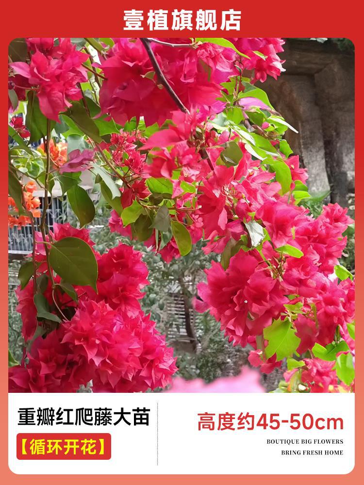 [계절꽃] 이중 붉은 덩굴 모종 [45-50cm]