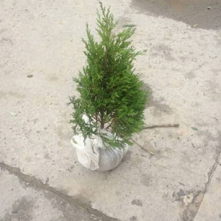 ��ľ ���̾G�� �@�� �u�� ���� ���� ���^�G�� �����Nֲ���|