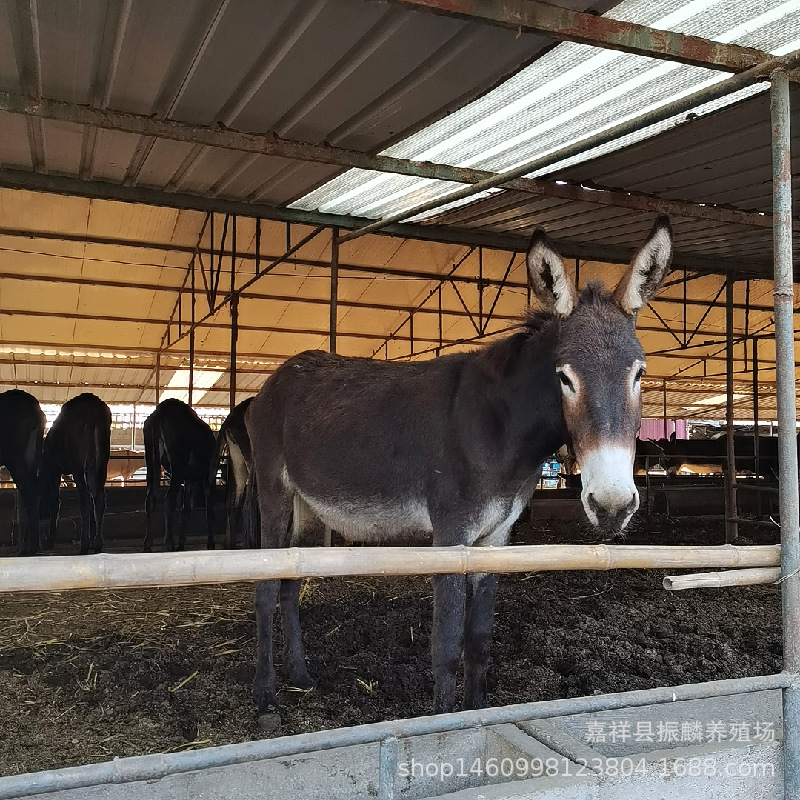 小肉驴一头 德州黑驴 三粉驴苗一只 新疆肉驴