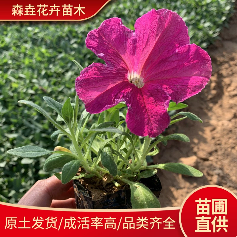 Посадочные растения петунии, рассада цветов травяного покрытия, сезонные цветы и зеленые растения, рассада петунии с чистыми лепестками, садовые декоративные растения