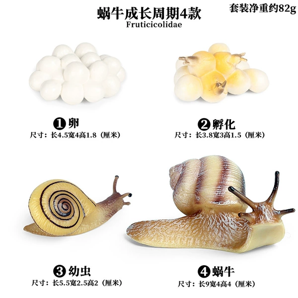 2442 snail growth cycle 4 suits