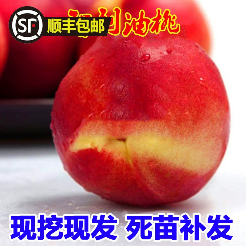 Новый сорт чилийских саженцев нектаринов, привитых саженцев персиков, позднеспелых нектаринов, посаженных на юге и севере, в том же году дающих плоды.