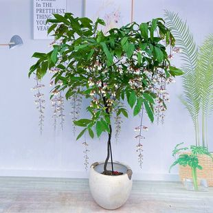 ���z���򻨻������҃��̨�^���Gֲ���B�ļ�������������ֲ�ﻨ��