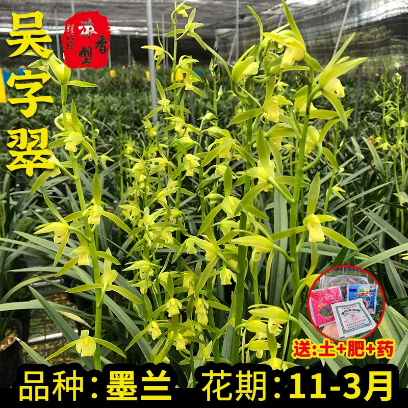 Орхидея Рассада Wu слово Cui Ci Molan зима с цветочным бутоном Лучжоу зеленая посадка в горшке абсорбция формальдегида