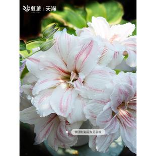 Hongyue Dutch Amaranth Imported Double-Petaled Bulb Fairy Double Dream Dance Queen Watercolor Painting Cupid Flame Daisy
