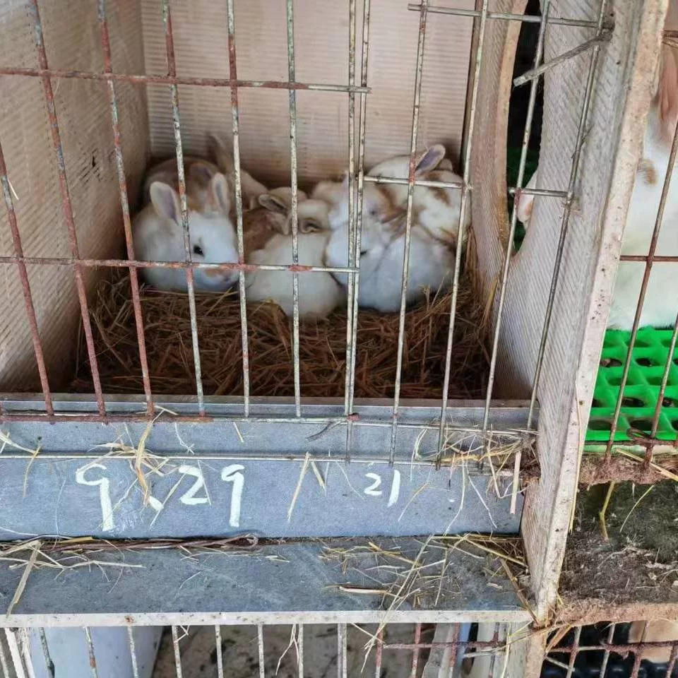Кролик для принцессы, сумка, белый кролик, питомец