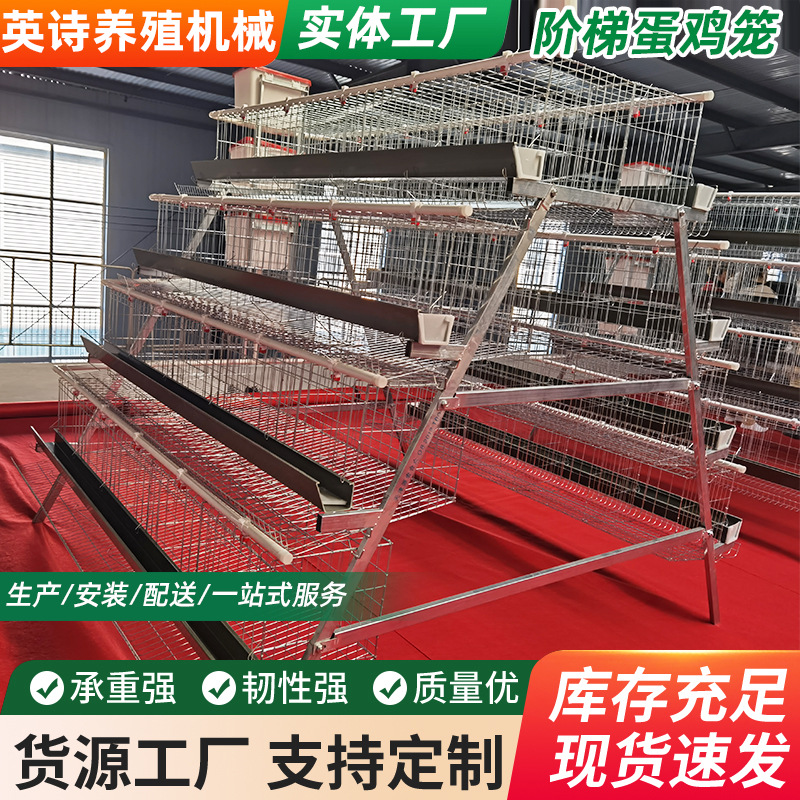 tres pisos de cuatro puertas escaleras huevo de gallina de ponedora equipos de cría de gallinas de ponedora tipo laminado huevo de gallina de ponedora automática