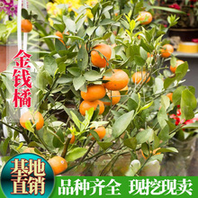 ��ۘ���޽� ��Ƥ��۽��X�ۘ��� �����������Ե��Ԯ���Y����