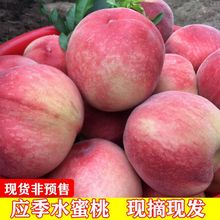 水蜜桃现摘香甜新鲜桃子水果毛桃时令应季水密桃1/5斤跨境独立站