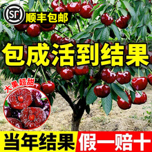 车厘子树苗南北方种植盆栽樱桃树耐寒当年结果庭院矮化嫁接果树