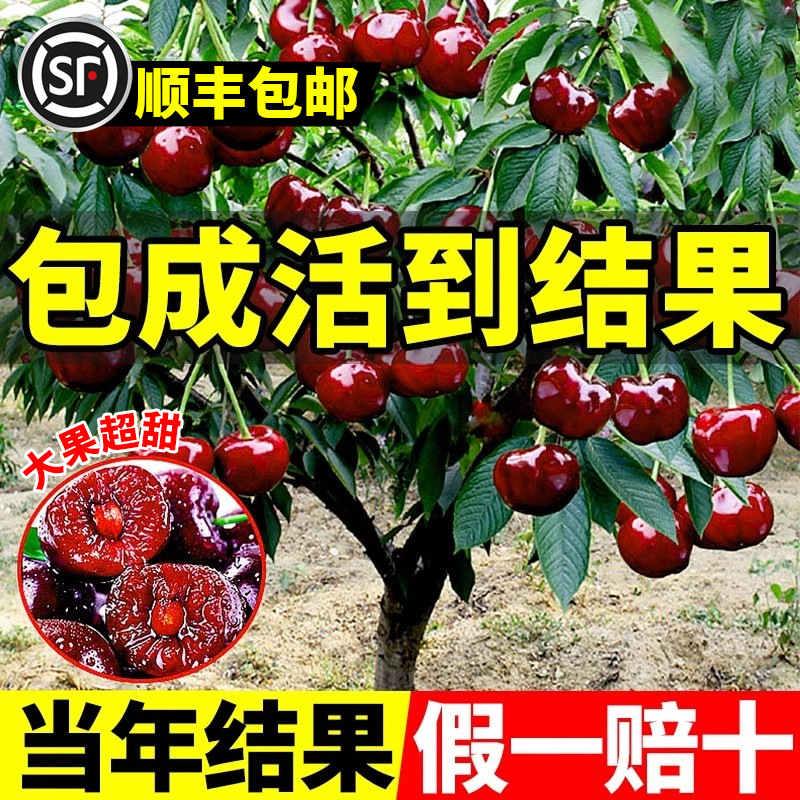 车厘子树苗南北方种植盆栽樱桃树耐寒当年结果庭院矮化嫁接果树