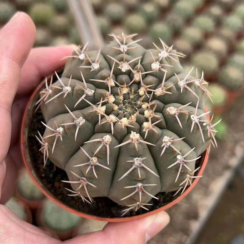 大仙人球コレクション、鉢植えの開花仙人掌、多肉植物、星兜瑞昌玉、玉龍鳳玉、玉翁|undefined