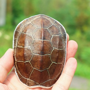 Natural Tortoise Shell Tea Lacquer Tortoise Shell Bag Tin Tea Lotus Chinese Tea Set Rich Armor Party Six Gentlemen Tea Set Accessories