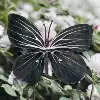 Silk 11CM butterfly-color large size 13