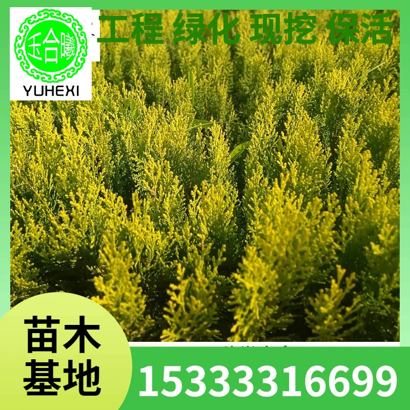Саженцы золотого кипариса, плоский кипарис, Platycladus orientalis, желтошапочный кипарис, полные характеристики, четырехсезонная база для озеленения двора, прямая доставка